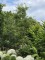 Afbeelding gemarmerde moseik - Quercus cerris 'Marmor Star'