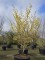 Afbeelding Toverhazelaar - Hamamelis mollis