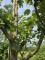 Afbeelding Goudreinet - Malus domestica 'Rode Boskoop'