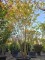 Afbeelding Indische sering 'Natchez' - Lagerstroemia 'Natchez'