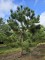 Afbeelding Oostenrijkse den - Pinus nigra 'Nigra'