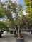 Afbeelding Japanse esdoorn - Acer palmatum 'Matsukaze'