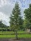 Afbeelding Mammoetboom - Sequoiadendron giganteum