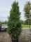Afbeelding wintergroene levensboom - Thuja plicata 'Atrovirens'