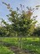 Afbeelding Perzisch ijzerhout - Parrotia persica