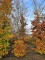 Afbeelding Groene Beuk - Fagus sylvatica
