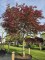 Afbeelding Japanse esdoorn - Acer palmatum 'Bloodgood'