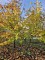 Afbeelding Grootbladige hazelaar - Corylus Avellana 'Aurea'