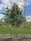 Afbeelding Laurierkers 'Caucasica' - Prunus laurocerasus 'Caucasica'