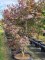 Afbeelding Japanse esdoorn - Acer palmatum 'Bloodgood'