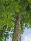 Afbeelding Doodsbeenderenboom - Gymnocladus dioica