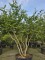 Afbeelding Perzisch IJzerhout - Parrotia persica