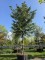 Afbeelding Leylandcypres - Cupressocyparis leylandii