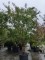 Afbeelding Indische sering 'Natchez' - Lagerstroemia 'Natchez'