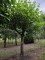 Afbeelding Plataan - Platanus hispanica dak of knotvorm