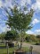 Afbeelding Perzisch IJzerhout - Parrotia persica