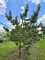 Afbeelding Dwergvorm Oostenrijkse den - Pinus nigra Oregon Green