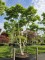 Afbeelding Zevenzonenboom - Heptacodium miconioides