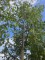 Afbeelding Koningslinde - Tilia x europaea 'Pallida'
