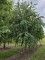 Afbeelding Katsuraboom of koekjesboom - Cercidiphyllum japonicum
