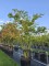 Afbeelding Groenbladige Japanse esdoorn - Acer palmatum