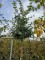 Afbeelding Sneeuwvlokkenboom - Chionanthus retusus