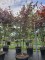 Afbeelding Japanse Esdoorn - Acer palmatum 'Bloodgood'