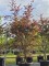 Afbeelding Japanse esdoorn - Acer palmatum 'Red Emperor'