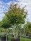 Afbeelding Perzisch IJzerhout - Parrotia persica