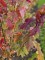 Afbeelding Esdoorn met mooie herfstkleuren - Acer x freemanii 'Autumn Blaze'