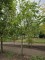 Afbeelding Zuilvormige haagbeuken op stam - Carpinus betulus 'Frans Fontaine'   (Fastigiata)
