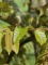 Afbeelding Chinese haagbeuk - Carpinus Henryana