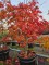 Afbeelding Japanse esdoorn 'Dansende Pauw' - Acer japonicum 'Aconitifolium'