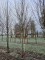 Afbeelding Katsuraboom of koekjesboom - Cercidiphyllum japonicum