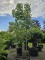 Afbeelding Vaantjesboom - Davidia involucrata 'Sonoma'
