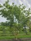 Afbeelding Veldesdoorn als klimboom, klauterboom of speelboom - Acer campestre