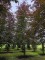 Afbeelding Rode beuk - Fagus sylvatica 'Atropunicea'
