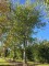 Afbeelding Zwarte berk - betula nigra