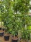 Afbeelding Veldesdoorn - Acer campestre 'Green Column'