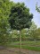 Afbeelding Valse Christusdoorn, bolvorm - Gleditsia triacanthos ‘Elegantissima’