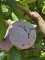 Afbeelding Pruimenboom - Prunus domestica d' Althan