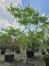 Afbeelding Walnoot - Juglans regia