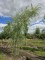 Afbeelding Treurwilg - Salix x sepulcralis 'Chrysocoma'