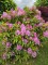 Afbeelding Wilde bos-rhododendron - Rhododendron ponticum 'Roseum'