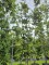 Afbeelding Steeneik - Quercus ilex
