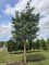 Afbeelding Grove Den, Vliegden - pinus sylvestris 'Glauca'