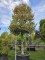 Afbeelding Scherpe hulst - Ilex Aquifolium