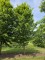 Afbeelding Haagbeuk - Carpinus betulus 'Frans Fontaine'