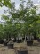 Afbeelding Valse Christusdoorn - Gleditsia triacanthos ‘Sunburst'