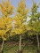 Afbeelding Tempelboom of Eendenpootboom - Ginkgo biloba